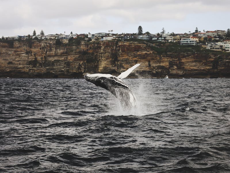 pexels-photo-5055646-1