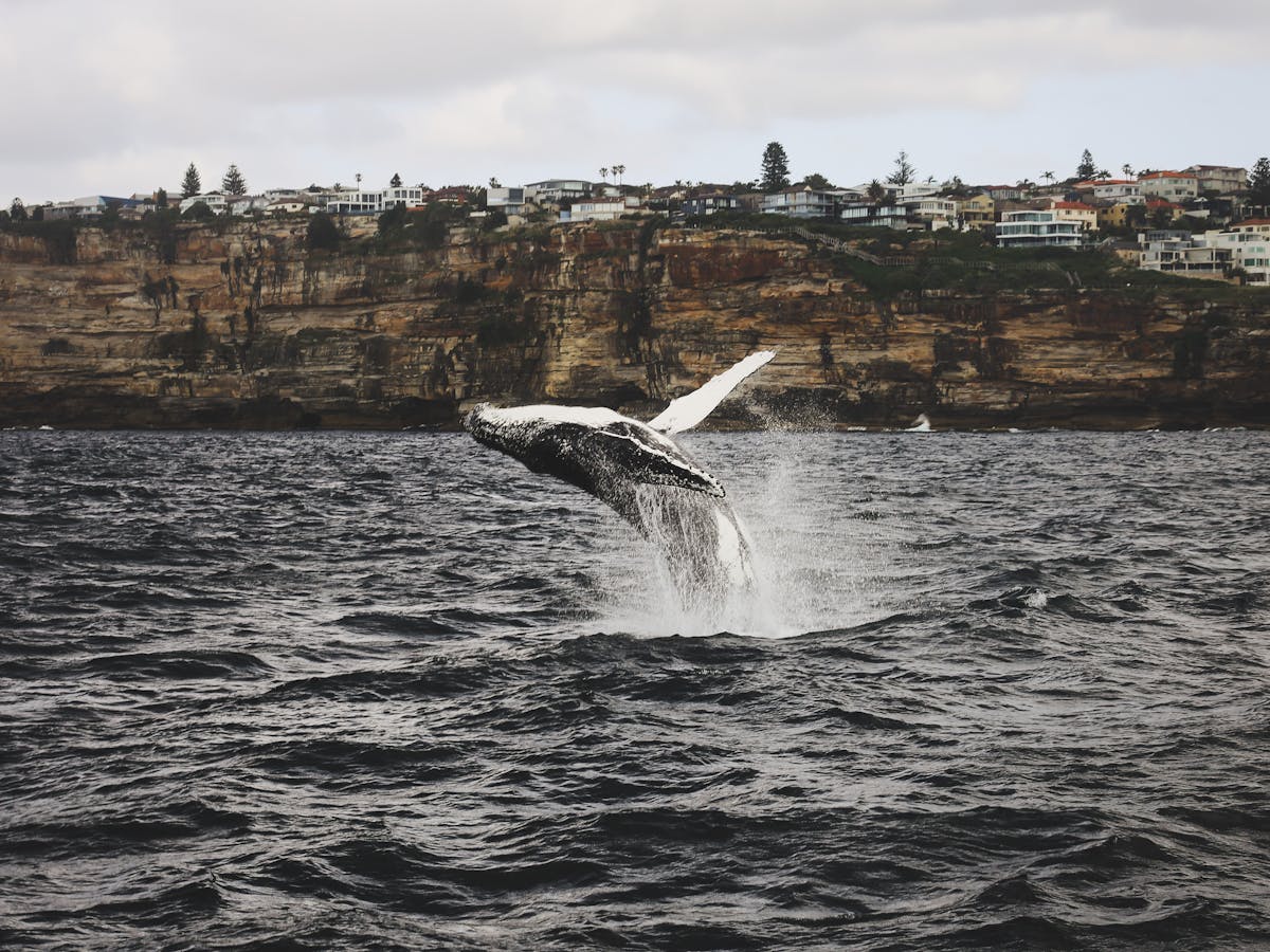 pexels-photo-5055646